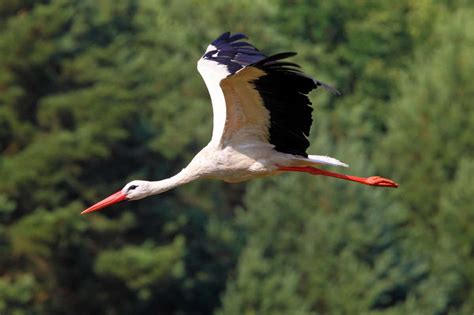 Storks refine their migration routes as they learn from experience ...