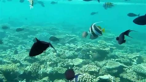 Snorkeling at Bandos, Maldives 2015 - YouTube