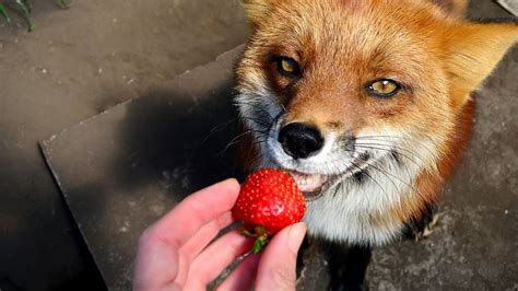 Adorable Foxes Eating Strawberry (slow motion eating) - YouTube