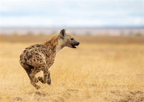 33 Wild Spotted Hyena Facts (Crocuta crocuta) Diet, Cubs... | Storyteller Travel