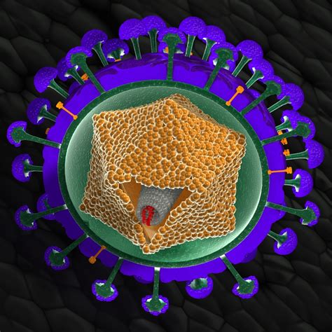 3d model virus structure