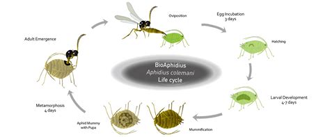 BioAphidius - BioBee South Africa