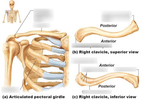 Anatomy of the Clavicle - Landmarks/Processes 1 Diagram | Quizlet