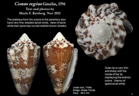 Conus regius - Alchetron, The Free Social Encyclopedia