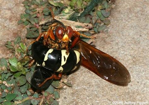 Sphecius speciosus - Alchetron, The Free Social Encyclopedia