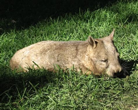 Northern Hairy-Nosed Wombat - Facts, Diet, Habitat & Pictures on Animalia.bio