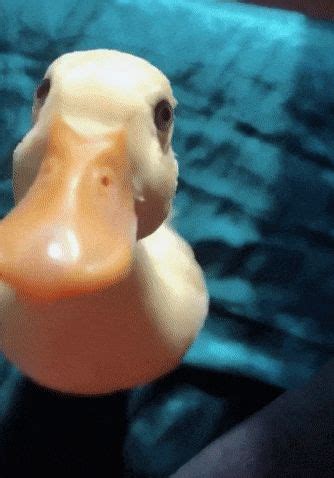 Popular GIF | Funny duck, Funny animals, Pet ducks