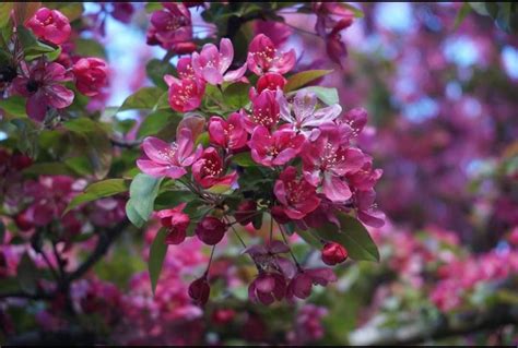 Some flowers in Aurora, Illinois. Aurora lives up to its name sake with underappreciated sunsets ...