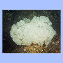 Soft Coral - Capnella glomerata