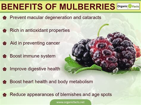 The health benefits of mulberries safimex 0 - SAFIMEX JOINT STOCK COMPANY