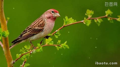 Video Footage Of Beautiful Flowers And Birds In The Forest Video MP4 ...