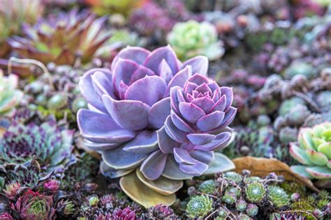 Succulent Wallpapers (51+ images)