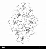 lily flower And Lilium coloring Page Outline Decorative line Art  sketch template