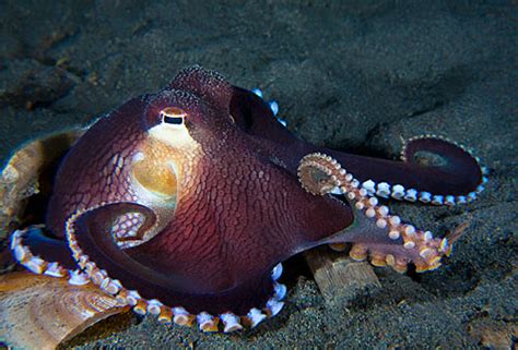 A veined octopus curling its tentacles