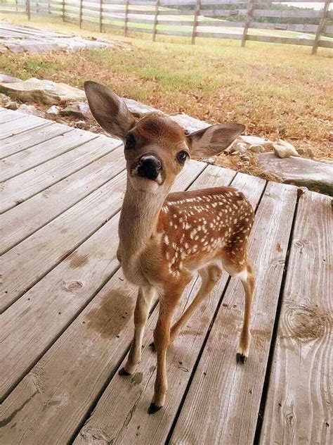 Rob Clarke on Twitter | Cute baby animals, Cute animals, Cute animal ...