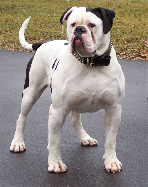 35+ Breeding American Bulldog Pic - Bleumoonproductions