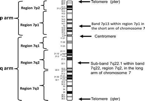 Human Chromosome Nomenclature: An Overview and Definition of Terms | Basicmedical Key