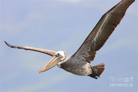 Brown Pelican Flying Photograph by Wingsdomain Art and Photography - Fine Art America