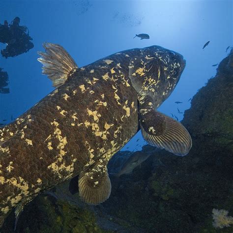 10 Interesting Facts About Coelacanths - WorldAtlas
