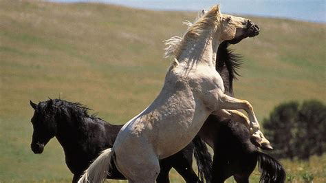 Cloud: Wild Stallion of the Rockies | About | Nature | PBS