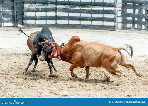 Bull fighting stock photo. Image of farm, nature, beef - 57013666