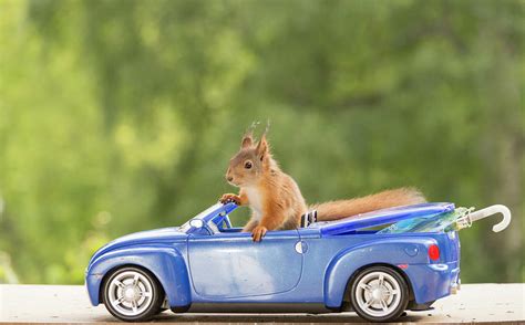 Squirrel Sitting In Blue Toy Car Photograph by Geert Weggen | Fine Art America