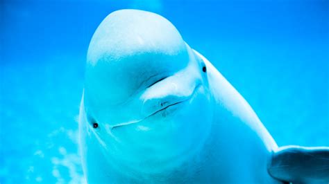 How to See Beluga Whales Live Underwater