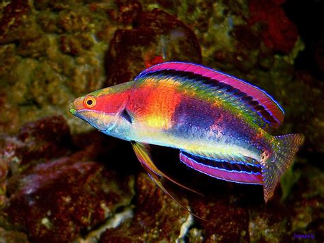 Fancy Australian Wrasse | A Fancy Australian Wrasse, 10cm. | Flickr