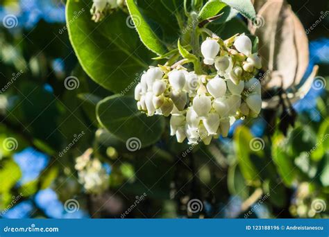 Close Up of White Manzanita Flowers Stock Photo - Image of looking ...