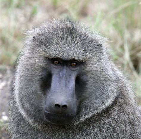 Baboon | Baboon, Animals, Primates