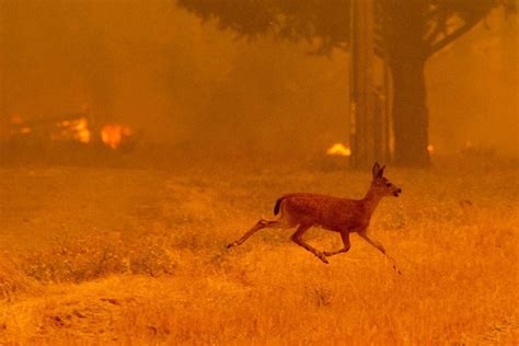 California wildfires: 5 incredible stories of animal rescue and support ...