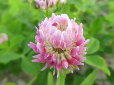 Alsike Clover: Pictures, Flowers, Leaves & Identification | Trifolium ...