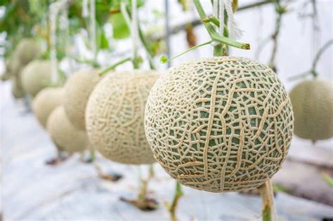 Why People Want To Invest In Japanese Melons