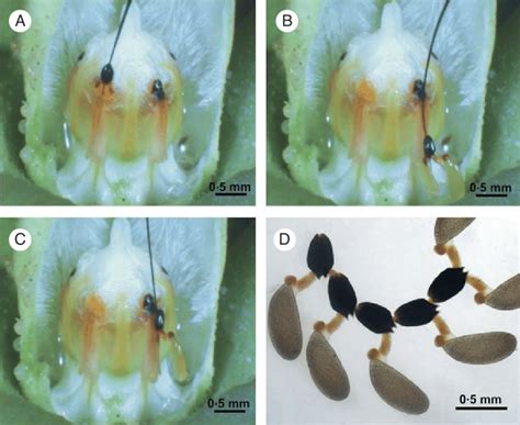 Pollination mechanism of M. odorata. (A) Pollinarium removal. (B)... | Download Scientific Diagram