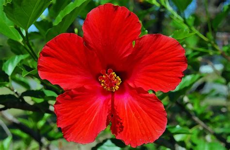 "Red Hibiscus Flower" by Peter Clements | Redbubble