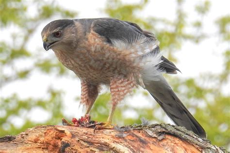 Cooper's Hawk | Cooper's hawk, Sharp shinned hawk, Hawk identification