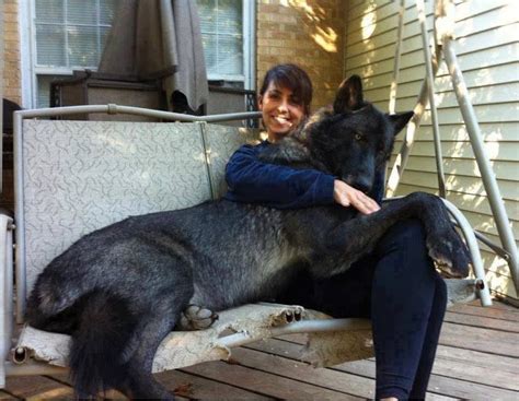 Gorgeous Black Wolf hybrid dog with her master ~ The Animals Planet