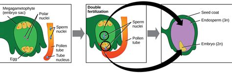 Seed Plants: Angiosperms · Concepts of Biology