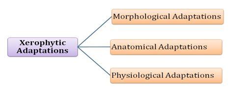 Ecological Adaptations of Xerophytes (PPT) | EasyBiologyClass