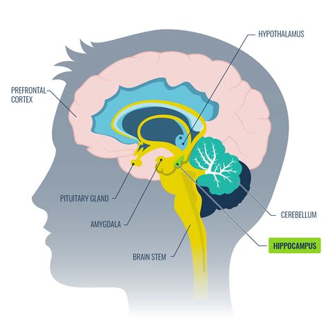 10 Ways To Improve Your Hippocampus Function - Growth Engineering