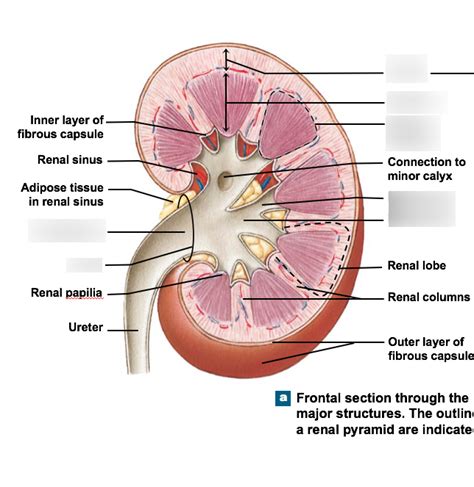 Kidney Diagram | Quizlet