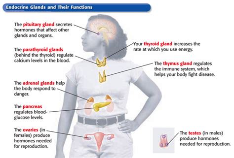 Endocrine System: Glands Diagram | Quizlet