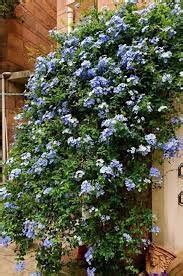 100 PCS Seeds Plumbago Auriculata Bonsai Exotic Perennial Flowers Bonsai