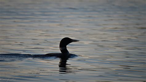 Loon silhouette | I've often tried to get that classic loon … | Flickr