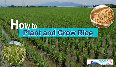 How to Plant and Grow Rice - JapanLivingGuide.net - Living Guide in Japan