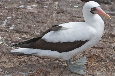 Do You Know the Different Seabirds? | Sea birds, Marine bird, Beautiful ...