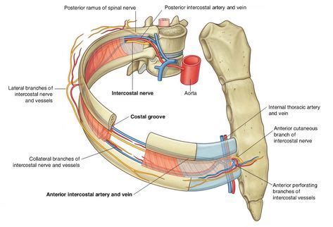 28 Thorax ideas | thorax, thoracic, arteries