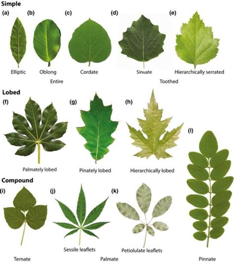 A common developmental program can produce diverse leaf shapes | Plantae