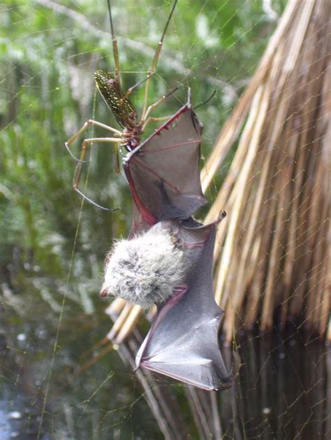 Ewwww! Photos of Bat-Eating Spiders | Live Science