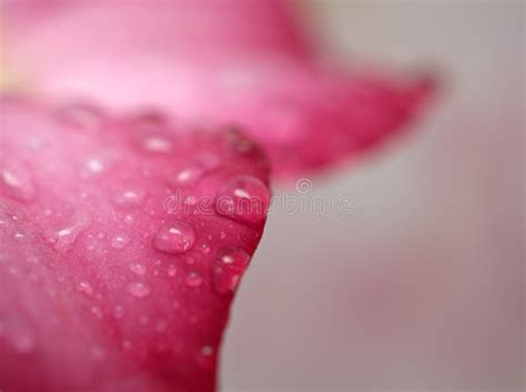 Closeup Water Drops on Pink Petal of Flower and Blurred Background ...